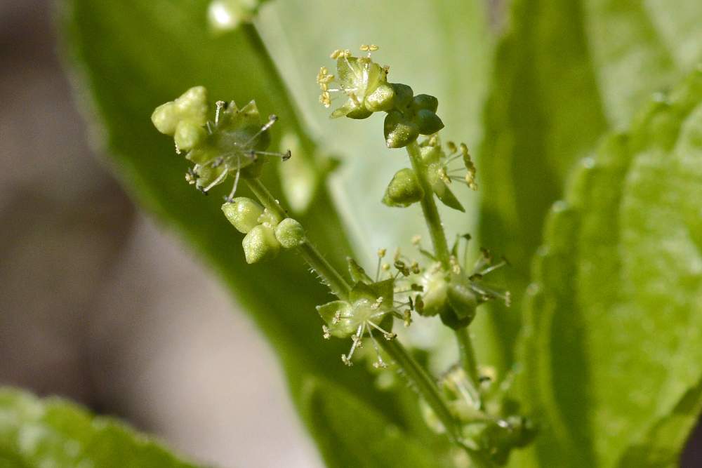 Mercurialis perennis / Mercorella bastarda